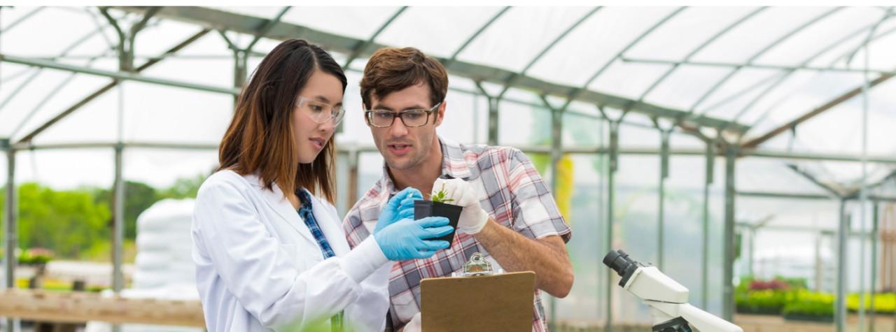 Environmental scientist in a greenhouse looking at plants